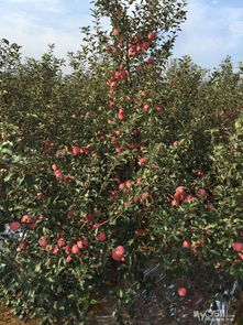 正宗山東煙臺(tái)紅富士一級(jí)果上市，新鮮水果零售